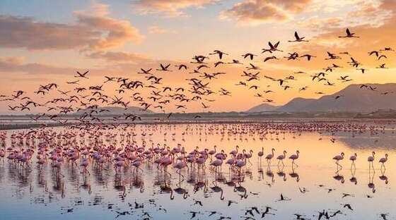 Flamingos & Migratory Birds at Sambhar Lake