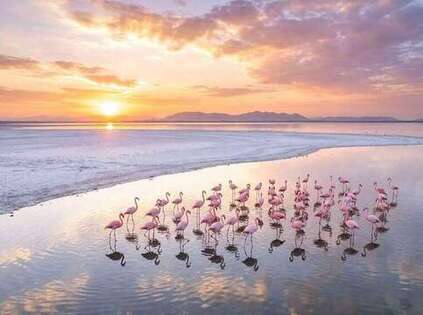 Sambhar Salt Lake and Migratory Flamingos near Phulera